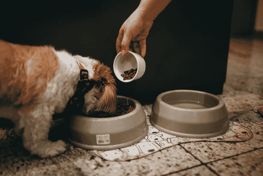 Cão se alimentando com ração, representando a transição de uma dieta industrial para uma dieta caseira balanceada.