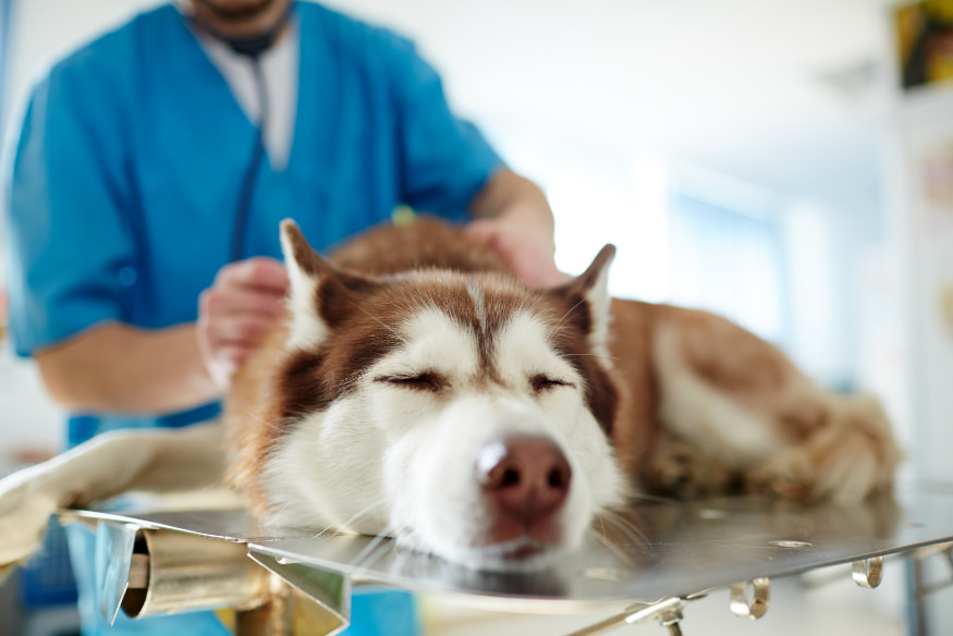 Cão sendo atendido por veterinário durante tratamento, representando o combate a doenças zoonóticas como leishmaniose, giardíase e leptospirose.
