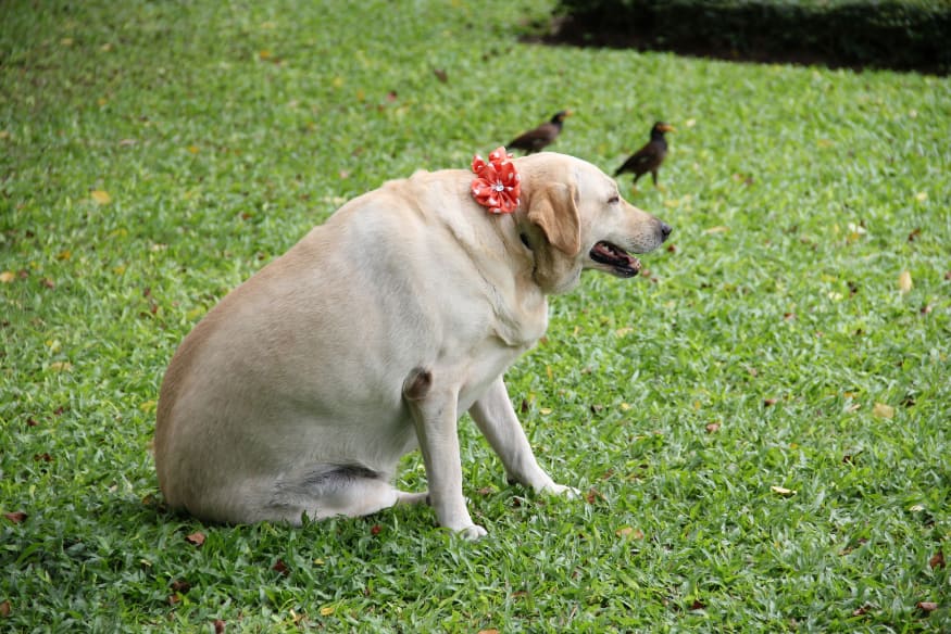 Cão da raça Labrador com sobrepeso sentado na grama, representando os riscos da obesidade canina, como diabetes, doenças cardíacas e articulares.