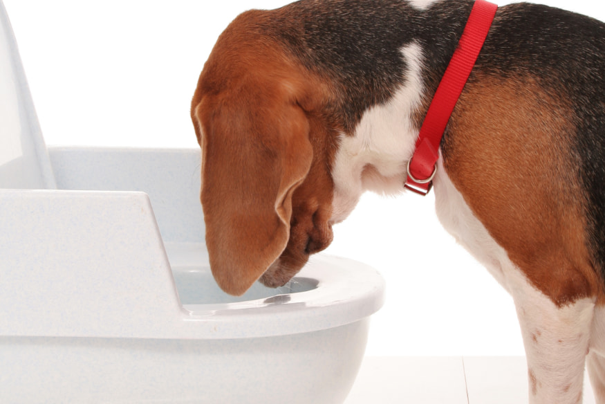 Cão com coleira vermelha olhando para dentro do vaso sanitário, simbolizando sintomas de distúrbios digestivos como vômito e diarreia em cães.