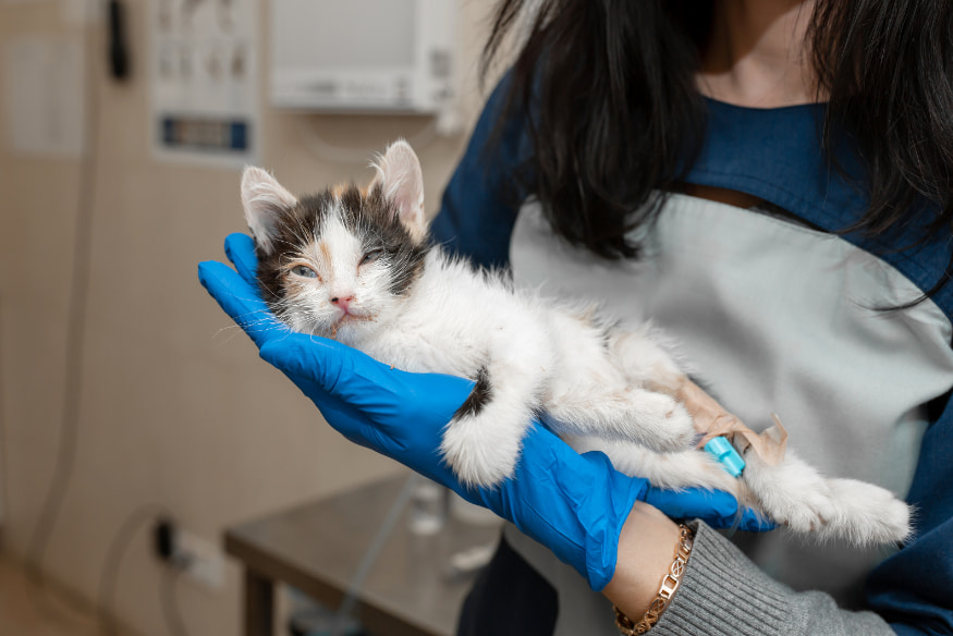 Gatinho doente sendo segurado por profissional veterinária, simbolizando casos graves de STUIF ou insuficiência renal crônica, doenças comuns em gatos.