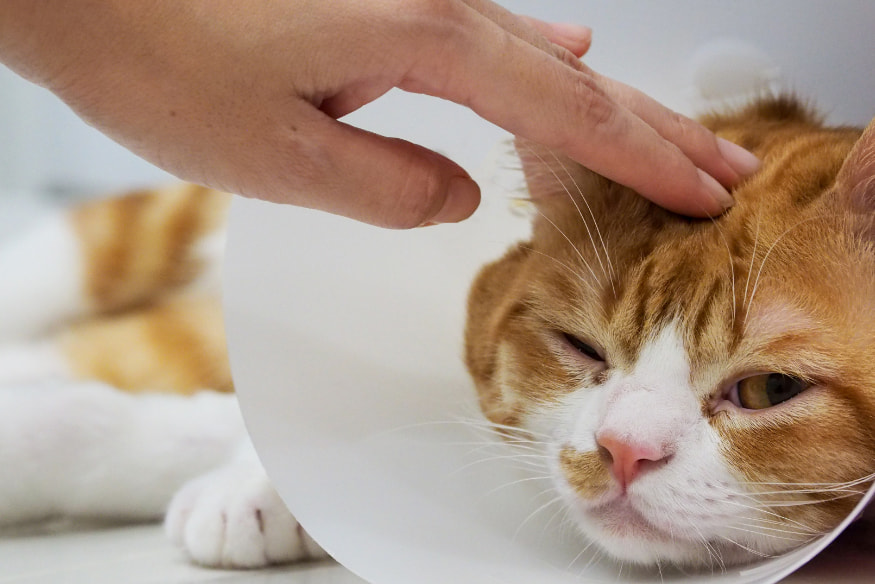 Gato doente usando colar elizabetano sendo acariciado, representando a importância da prevenção e cuidados veterinários regulares para a saúde felina.