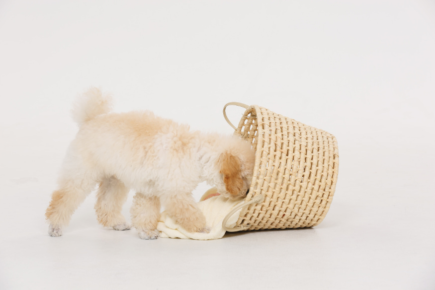 Cão de pequeno porte farejando objetos dentro de uma cesta caída, ilustrando uma brincadeira de faro para estimular o olfato dos cães.