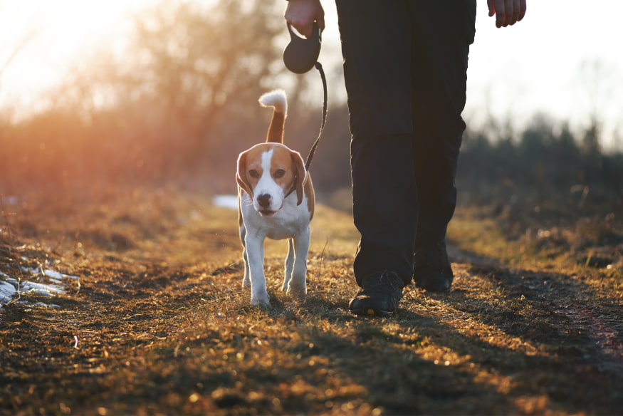 Pessoa caminhando com um cachorro em trilha ao ar livre durante o pôr do sol, representando o enriquecimento social na rotina canina.