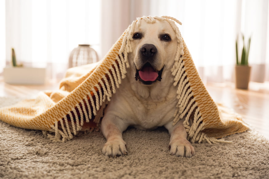 Cão labrador deitado em um tapete com um cobertor amarelo sobre a cabeça, em um ambiente aconchegante e iluminado, representando o bem-estar proporcionado pelo enriquecimento ambiental.