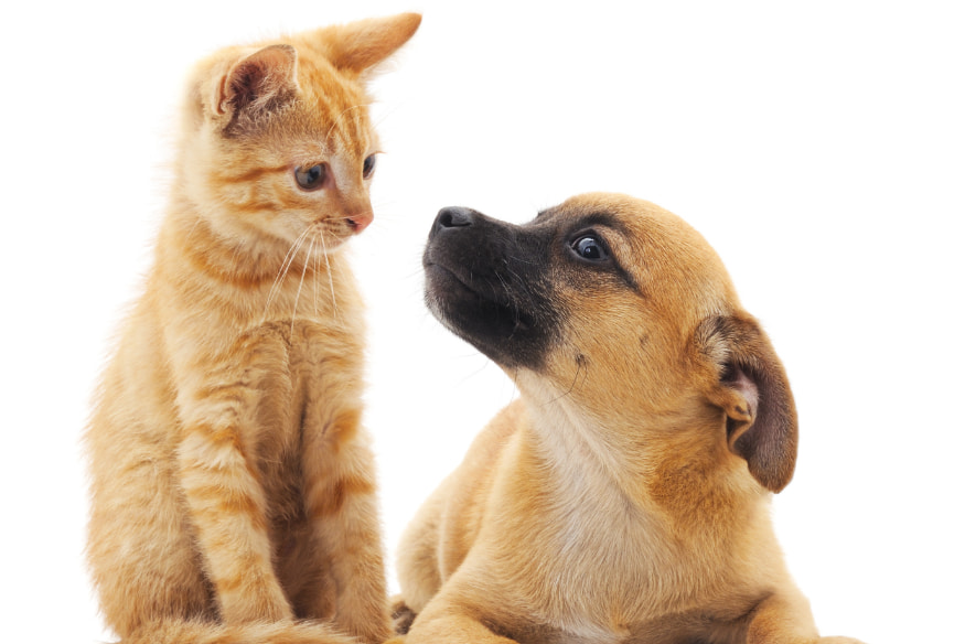 Filhote de gato laranja e filhote de cachorro se encarando de forma curiosa, simbolizando o primeiro contato entre pets e a importância de uma introdução gradual.
