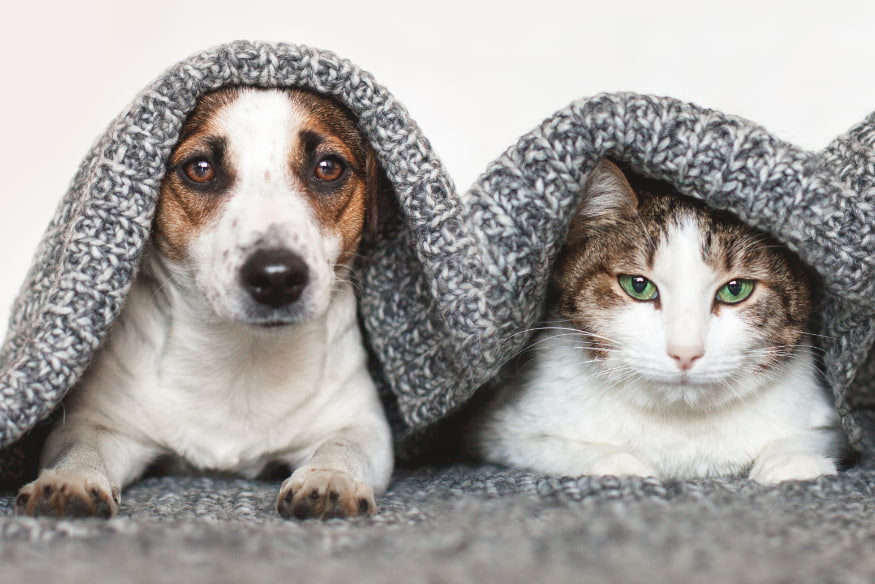 Cão e gato deitados lado a lado sob cobertor cinza, demonstrando convivência harmoniosa e ambiente emocionalmente equilibrado no lar.