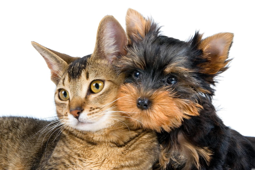 Gato e cachorro juntos com as cabeças encostadas, demonstrando vínculo afetivo e convivência harmoniosa entre espécies no ambiente doméstico.