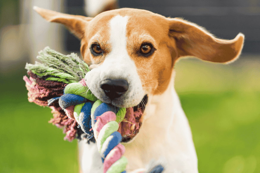 Filhote de cachorro brincando com brinquedo de corda colorido como alternativa para morder.