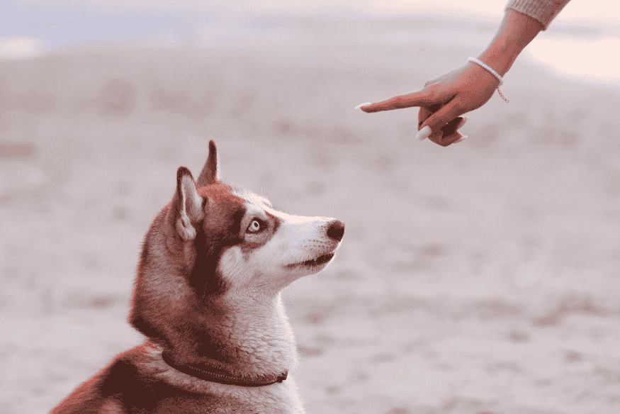 Tutor treinando filhote de cachorro com comando de voz na praia.