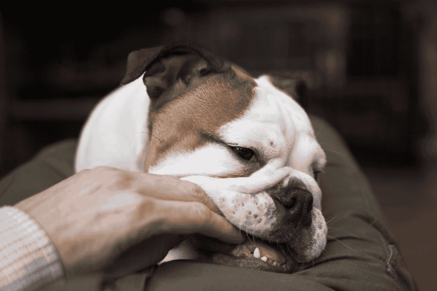 Bulldog filhote mordendo gentilmente a mão do tutor em ambiente doméstico.
