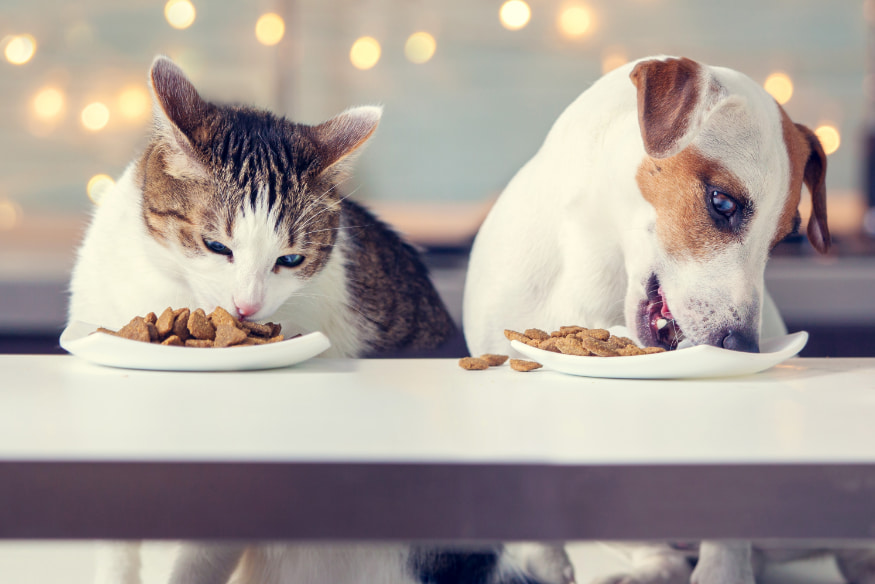 Cão e gato comendo ração em pratos separados para demonstrar a frequência ideal de alimentação para pets conforme fase da vida