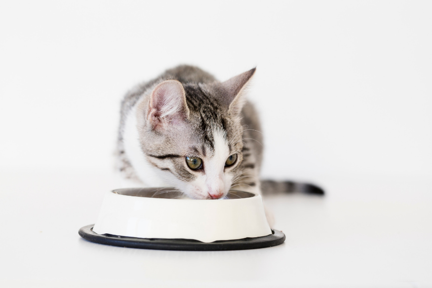 Filhote de gato tomando água em tigela branca, ilustrando a importância da alimentação frequente para o desenvolvimento saudável dos gatos nos primeiros meses.