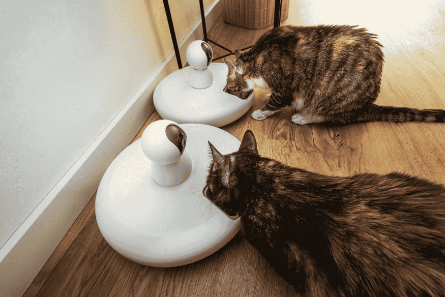 Dois gatos se alimentando em comedouros automáticos inteligentes para pets com design moderno.