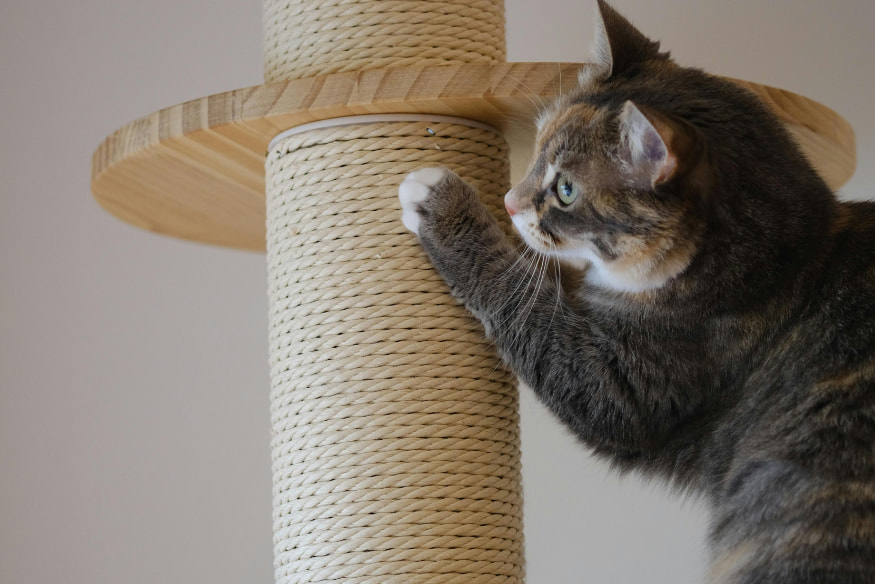Gato usando arranhador de sisal em casa, demonstrando comportamento adequado para evitar danos aos móveis.