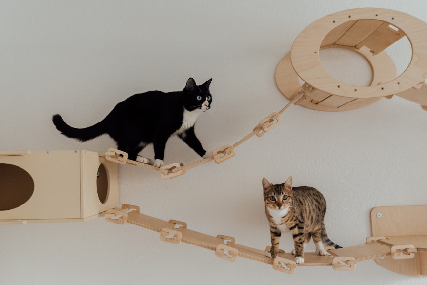 Dois gatos explorando prateleiras e pontes de parede em ambiente enriquecido, ideal para evitar arranhões em móveis.