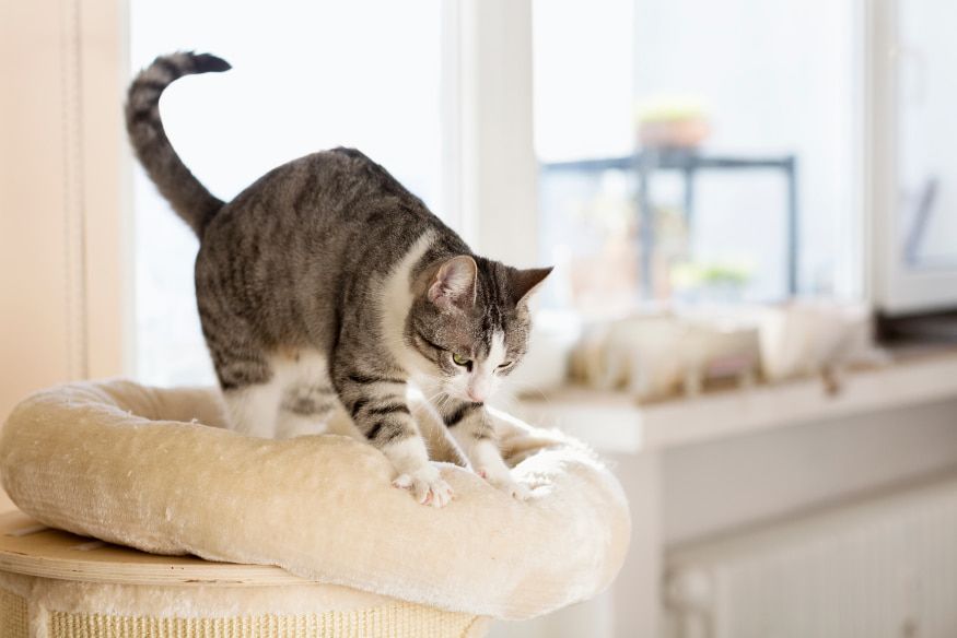 Gato afiando as garras em cama felpuda, comportamento natural que pode ser redirecionado para evitar arranhões em móveis.
