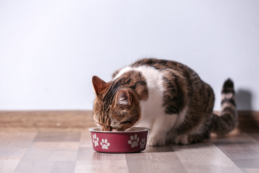 Gato listrado comendo ração em pote vermelho com patas brancas no chão de madeira, representando possíveis causas de miado excessivo como fome ou problema de saúde.