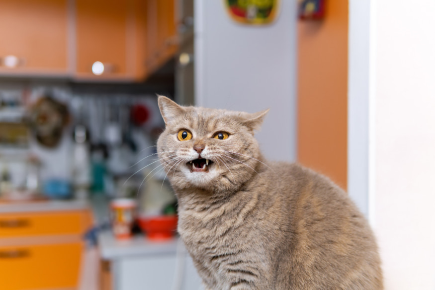 Gato cinza miando com expressão intensa dentro de casa, representando comportamento vocal excessivo e necessidade de estratégias de controle.