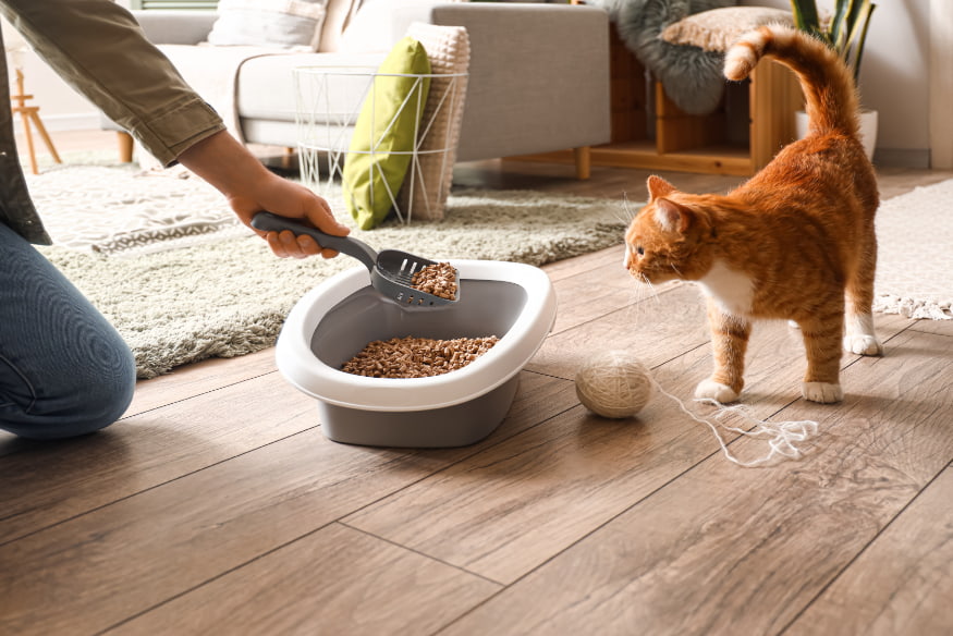 Pessoa limpando a caixa de areia enquanto gato observa, em ambiente doméstico, demonstrando boas práticas de higiene e adaptação felina.