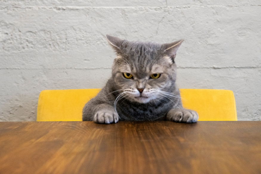 Gato cinza com expressão séria sentado à mesa, simbolizando estresse felino causado por mudanças no ambiente doméstico.