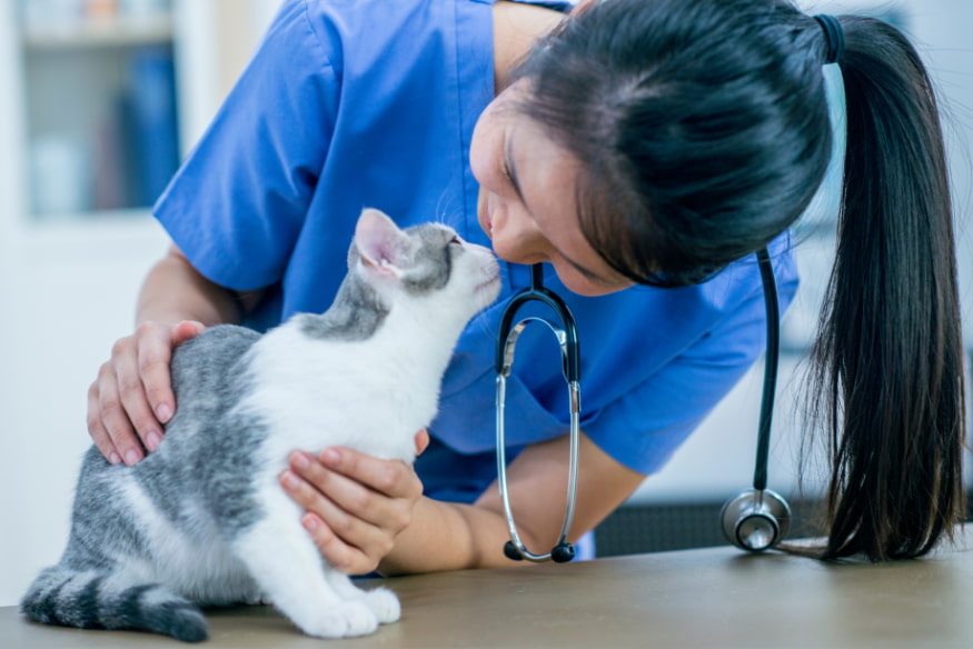 Veterinária examinando e interagindo com gato durante consulta, representando a importância do acompanhamento profissional em casos de problemas com a caixa de areia.