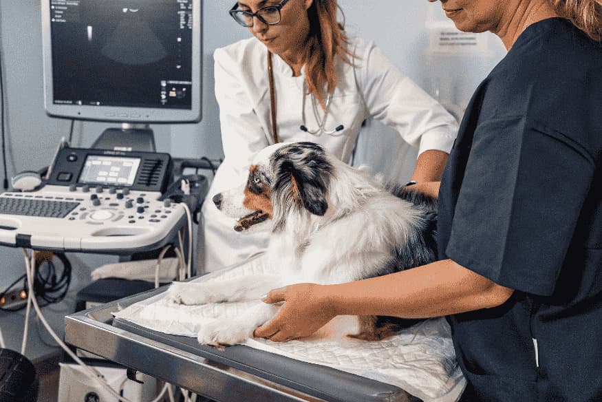 Cão sendo atendido por veterinárias em exame de emergência devido à intoxicação alimentar