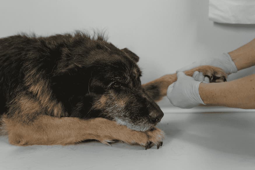 Cachorro deitado sendo examinado por profissional com luvas após possível intoxicação alimentar