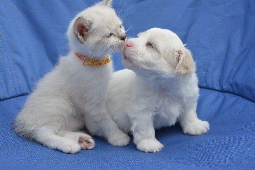 Filhote de gato e filhote de cachorro se cheirando durante a primeira interação, passo importante na apresentação de novos pets em casa.