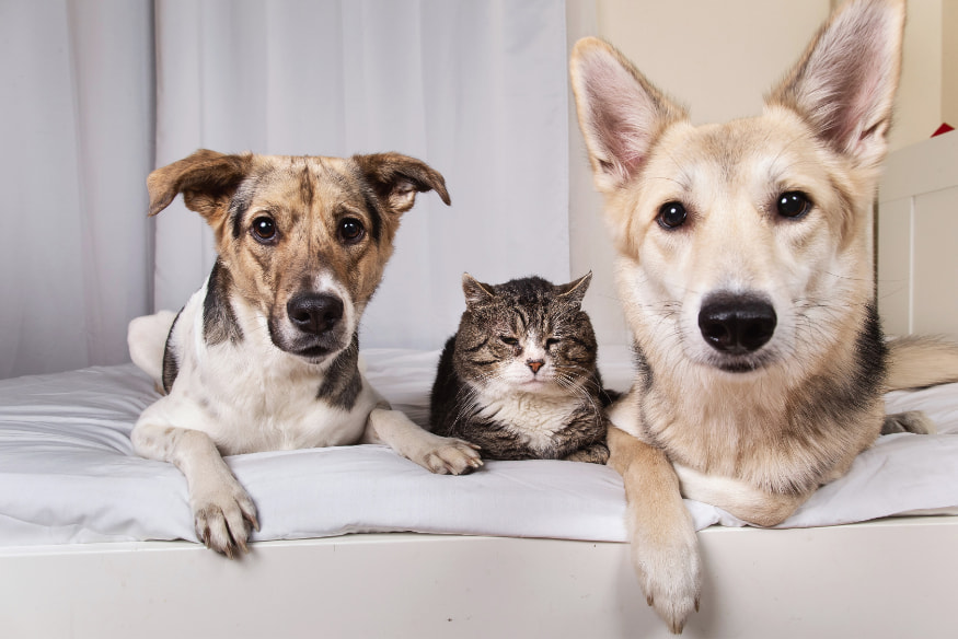 Dois cães e um gato deitados juntos na cama, mostrando convivência pacífica entre pets em casa.