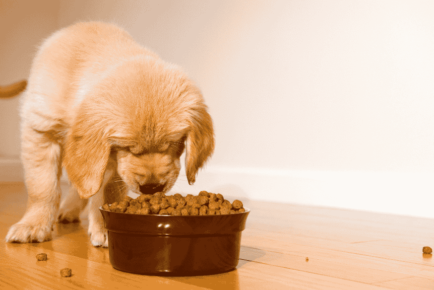 Filhote comendo ração de um pote, etapa essencial para observar os efeitos após a mudança alimentar.