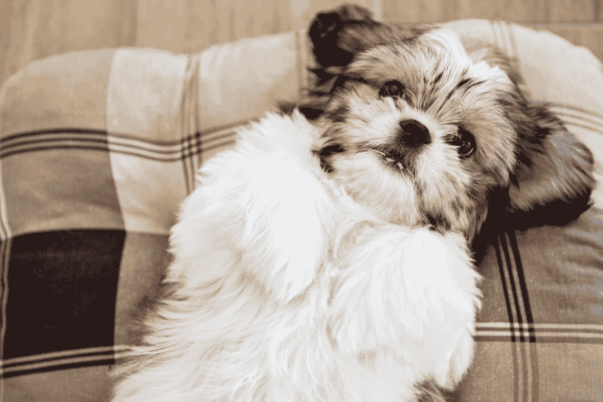 Shih Tzu filhote deitado em almofada xadrez, ideal para ambientes internos como apartamentos.