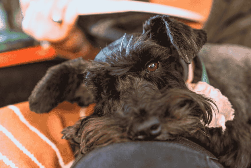 Schnauzer miniatura de pelagem escura repousando no colo do tutor, ideal para vida em apartamento.