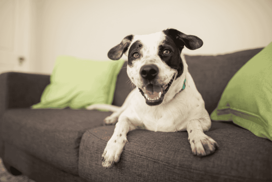 Cachorro vira-lata carinhoso deitado no sofá, ideal para ambientes pequenos como apartamentos.