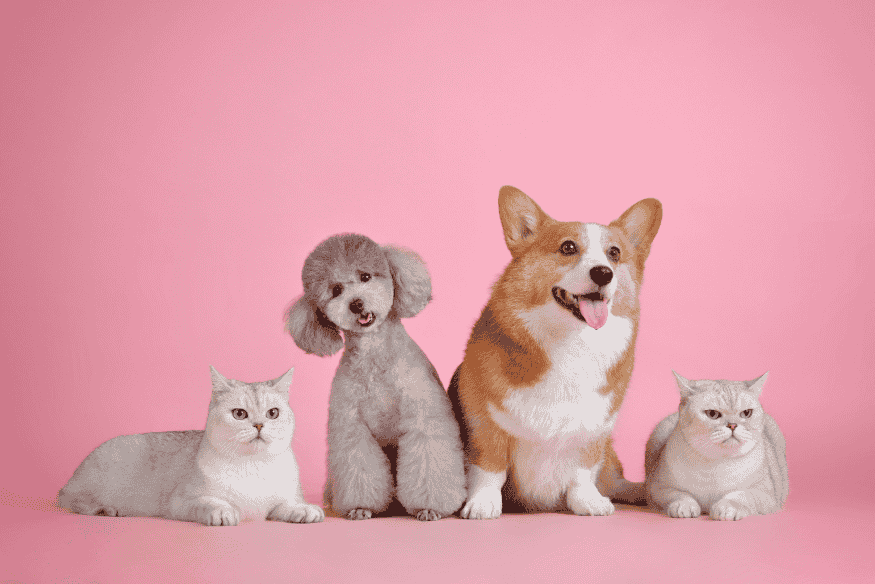 Cães e gatos juntos em fundo rosa, representando os nomes de pets mais comuns entre brasileiros.