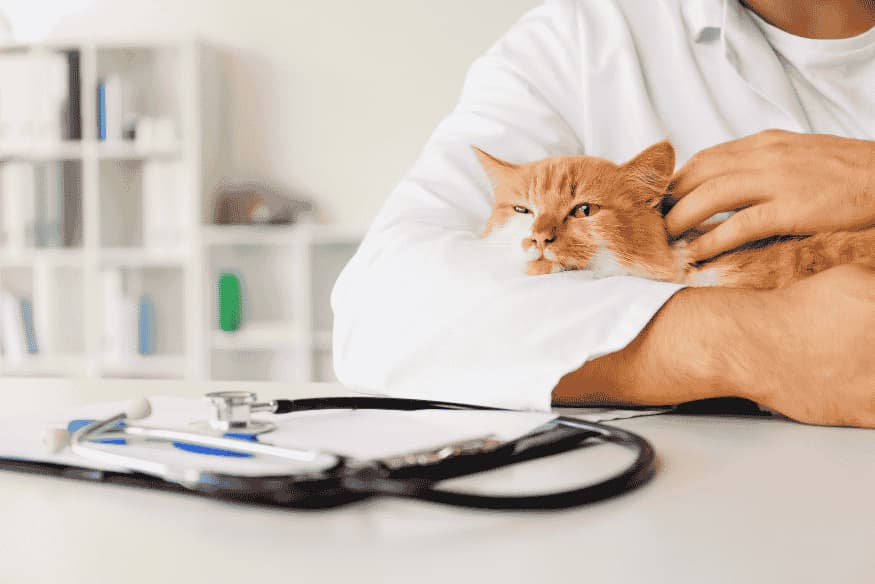 Gato sendo acolhido por veterinário em consulta de rotina para prevenção da obesidade felina
