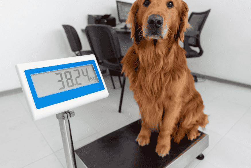 Cão sendo pesado em balança veterinária durante avaliação de controle de peso