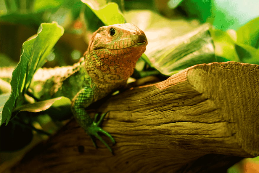 Lagarto exótico em habitat natural com folhagens e tronco de madeira, ideal para criação responsável de pets exóticos.