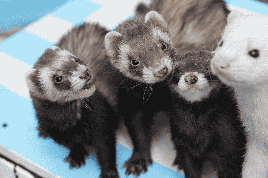 Furões domesticados interagindo em ambiente seguro, representando a importância da socialização e enriquecimento comportamental de pets exóticos.