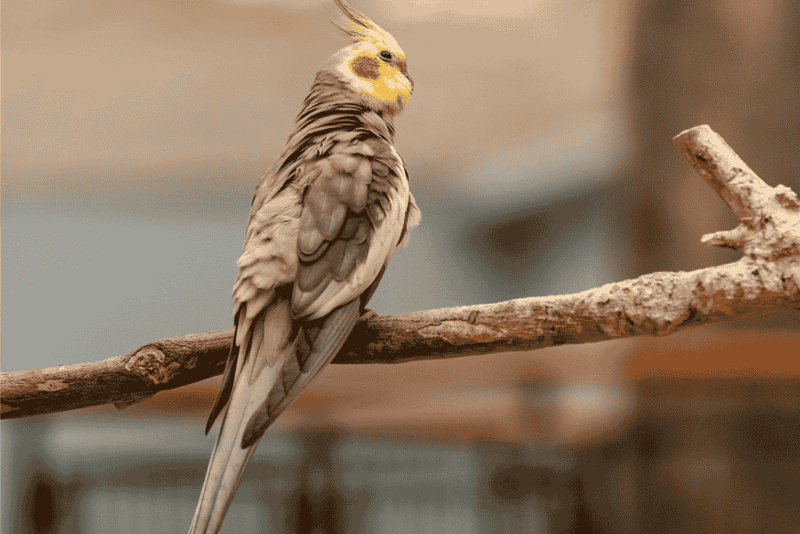 Calopsita em ambiente seguro e natural, representando os cuidados essenciais para bem-estar de aves exóticas como animais de estimação.