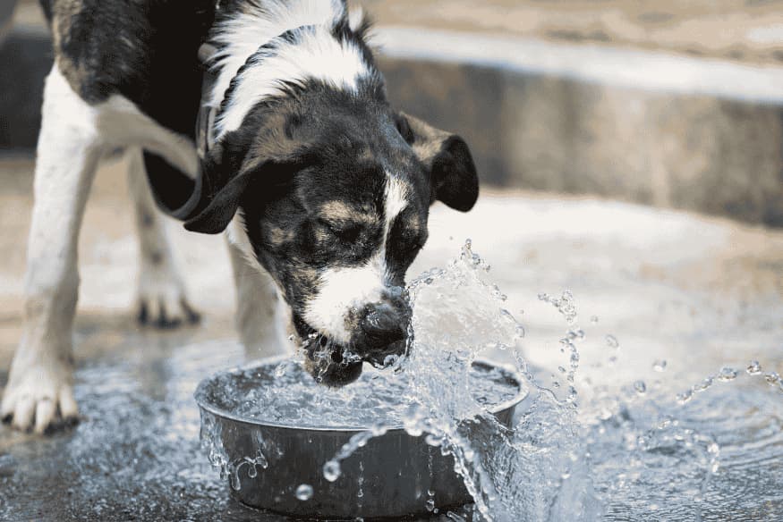 Cachorro se hidratando com água fresca em recipiente metálico ao ar livre