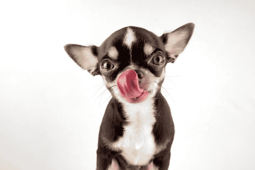 Cão da raça chihuahua lambendo o focinho com expressão de satisfação, indicando prazer ao comer petiscos.