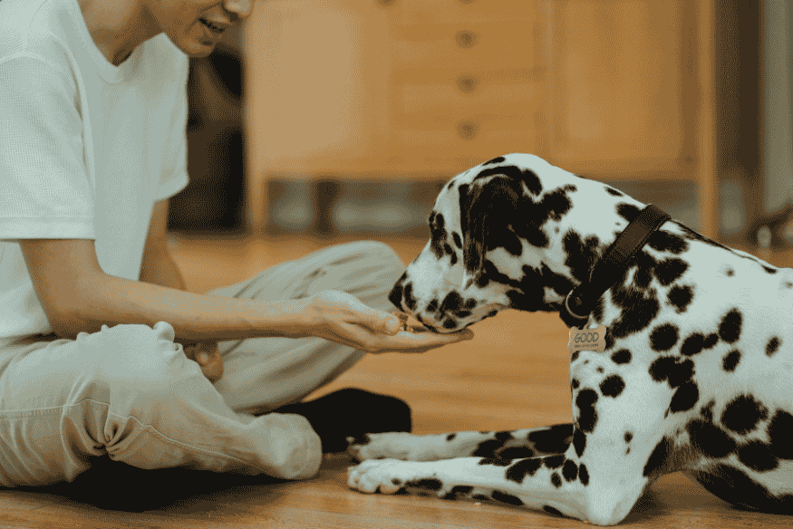 Pessoa oferecendo petisco na mão a um cachorro dálmata deitado, representando o controle na quantidade de petiscos diários.