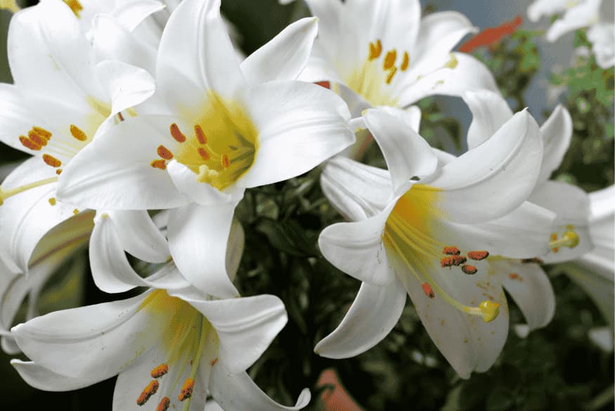 Lírios brancos em destaque — flores altamente tóxicas para gatos e cães.