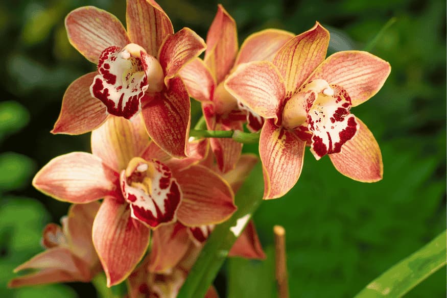 Orquídea Cymbidium em jardim tropical — planta considerada segura para pets.