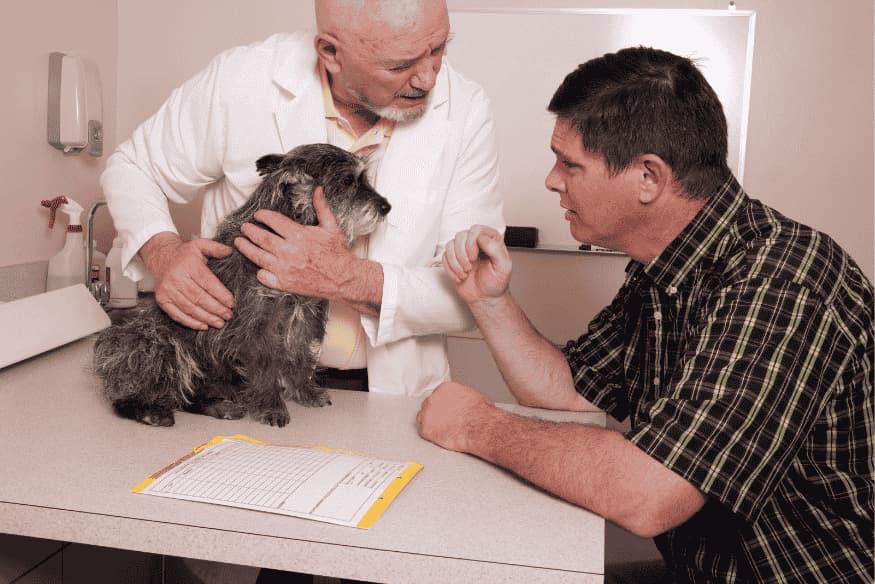 Veterinário examina cachorro em consulta sobre intoxicação por plantas.