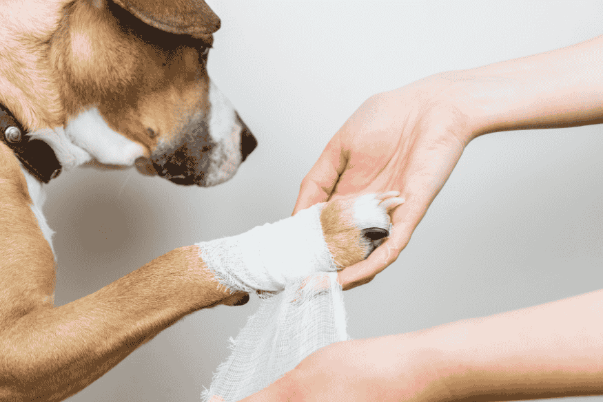 Pessoa enfaixando a pata de um cachorro ferido, representando o atendimento rápido em casos de cortes e sangramentos.