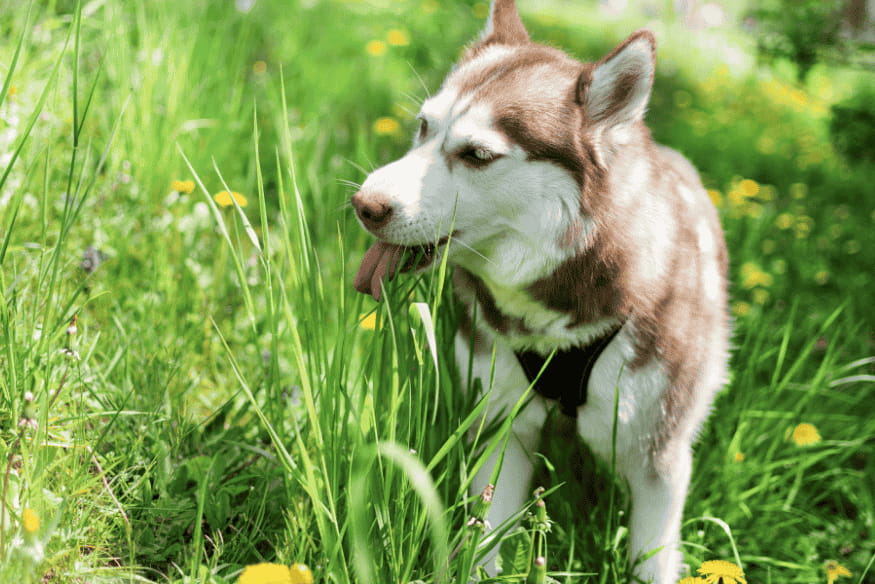 Cão da raça husky siberiano em meio ao mato, com língua de fora, ilustrando a exposição a riscos como picadas e plantas tóxicas.
