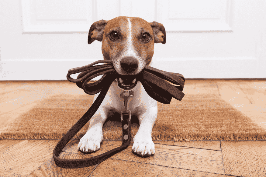 Cachorro com coleira e guia na boca — itens essenciais para segurança e identificação do pet.