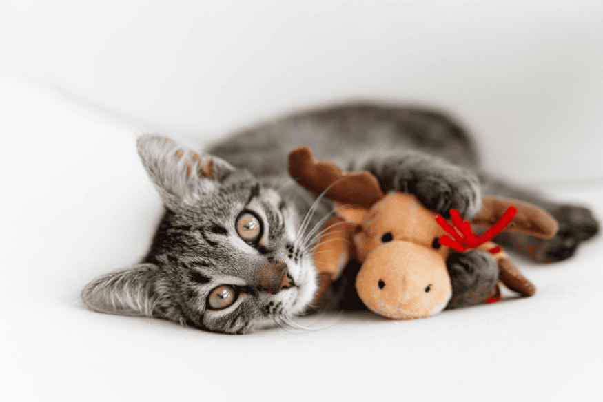 Gato brincando com brinquedo de pelúcia — item essencial para o bem-estar e estímulo mental do pet.